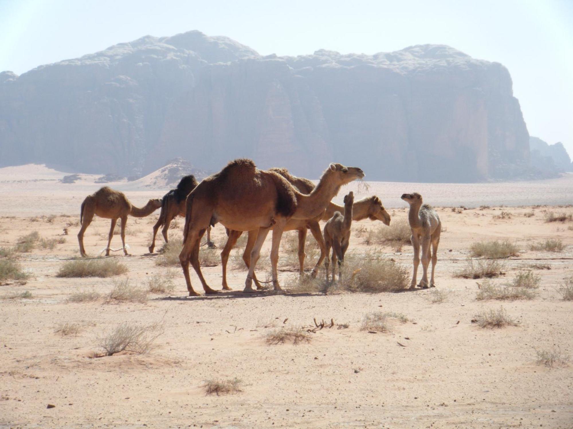 Salem Camp Hotel Wadi Rum Bagian luar foto
